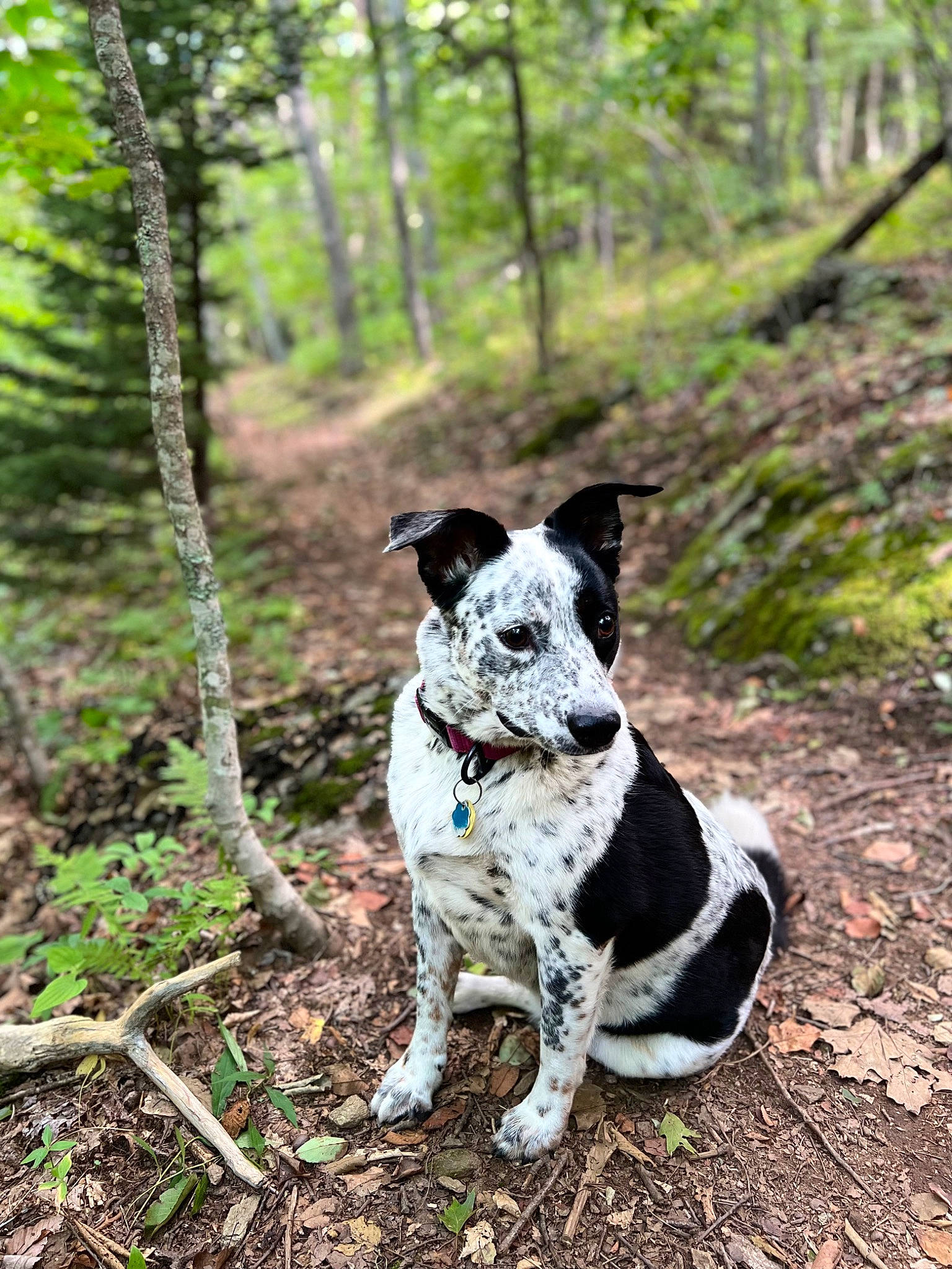 Josie joined the competition — help win amazing prizes! adventure, canidae, carnivore, collar, companion_dog, dog, dog_breed, forest, grass, plant, recreation, snout, soil, sporting_group, tail, terrestrial_plant, trail, tree, walking, woodland