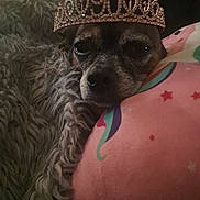 Nyla is registered to the contest to win money with this photo: dog, tiara, crown, pillow, stars, rainbow, blanket, fur, resting, closeup, pet, cute, sleepy, cozy, indoor, animal, face, small_dog, comfort, relaxed