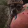 dog, tiara, crown, pillow, stars, rainbow, blanket, fur, resting, closeup, pet, cute, sleepy, cozy, indoor, animal, face, small_dog, comfort, relaxed