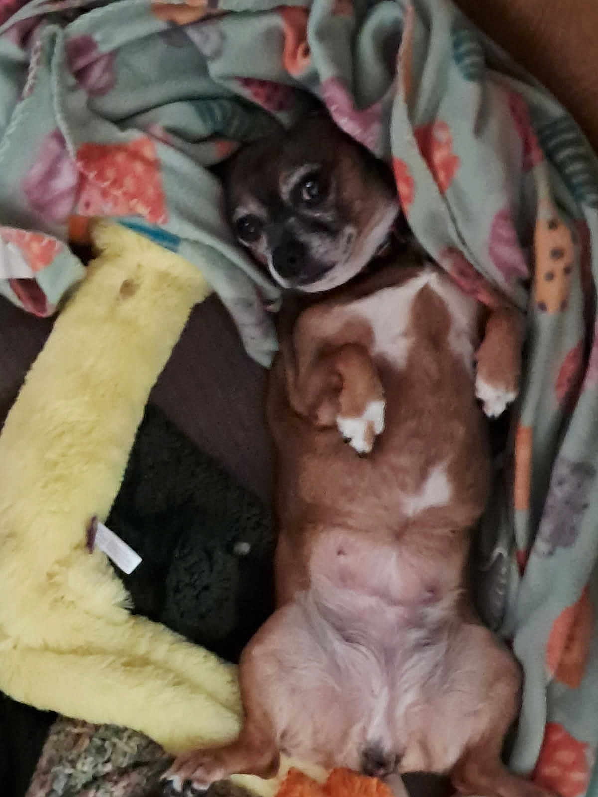 Nyla