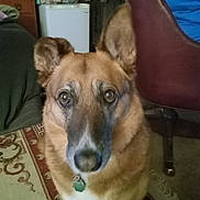 Freeway is registered to the contest to win money with this photo: dog, brown_dog, indoor, carpet, chair, furniture, pet, ears, looking, close_up, animal, domestic, home, floor, eyes, mammal, collar, tag, face, portrait
