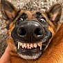 dog, german_shepherd, close_up, face, nose, teeth, funny, grin, pet, animal, brown_fur, black_fur, ears, canine, snout, playful, indoor, expression, cute, portrait