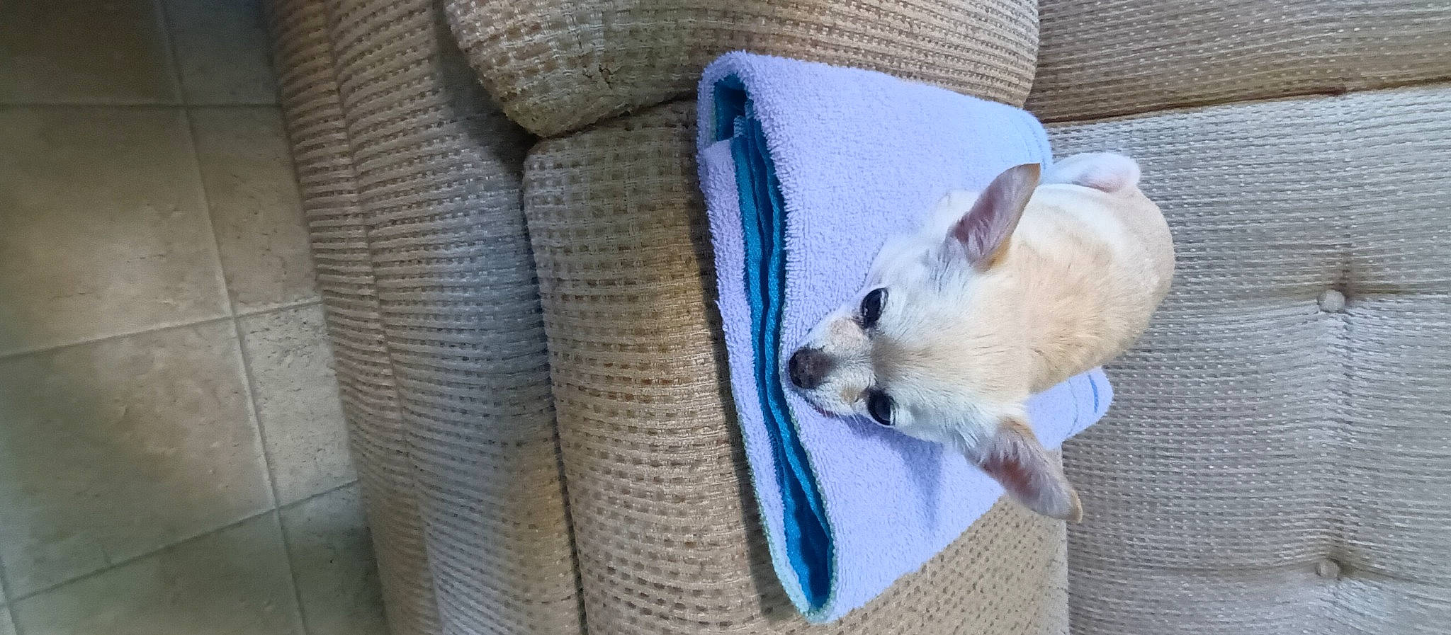 Angel is registered to the contest to win money with this photo: carnivore, comfort, companion_dog, couch, dog, dog_breed, dog_supply, electric_blue, fawn, felidae, fur, linens, nap, non_sporting_group, paw, small_terrier, sporting_group, tail, toy_dog, whiskers