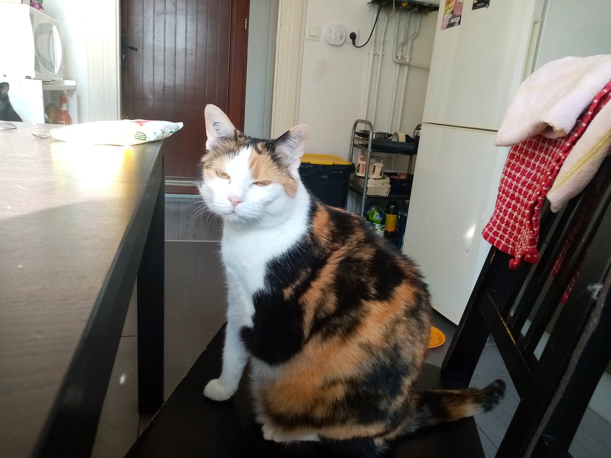 Câline