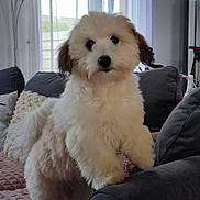 Abby a rejoint le concours — aidez-le/la à gagner de superbes lots ! adorable, blanket, brown_ears, couch, cozy, curtain, dog, fluffy, furniture, gaze, indoor, living_room, paw, pet, pillow, portrait, puppy, tail, white_fur, window