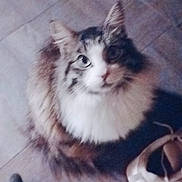 Half Pint joined the competition — help win amazing prizes! cat, feline, pet, fur, brown, white, black, floor, tile, shoes, footwear, curious, looking_up, indoor, animal, whiskers, ears, cute, domestic, blurry