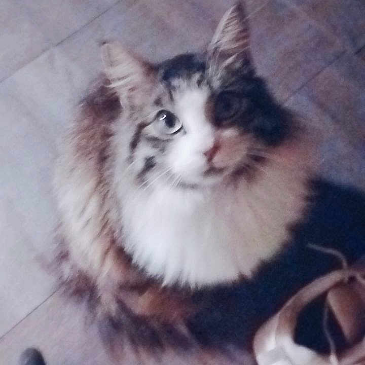 Half Pint joined the competition — help win amazing prizes! animal, black, blurry, brown, cat, curious, cute, domestic, ears, feline, floor, footwear, fur, indoor, looking_up, pet, shoes, tile, whiskers, white