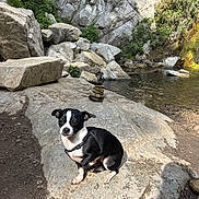 Lilo is registered to the contest to win money with this photo: animal, black_and_white, calm, cliff, dog, gravel, greenery, harness, nature, outdoor, pet, quiet, rock, scenic, shadow, small_dog, stacked_stones, stone, sunlight, water