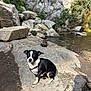 animal, black_and_white, calm, cliff, dog, gravel, greenery, harness, nature, outdoor, pet, quiet, rock, scenic, shadow, small_dog, stacked_stones, stone, sunlight, water