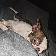 Bolita joined the competition — help win amazing prizes! dog, pet, blanket, cozy, resting, indoor, brown, white, fur, sleepy, close_up, animal, companion, cute, small_dog, face, ears, lying_down, soft_texture, dim_light