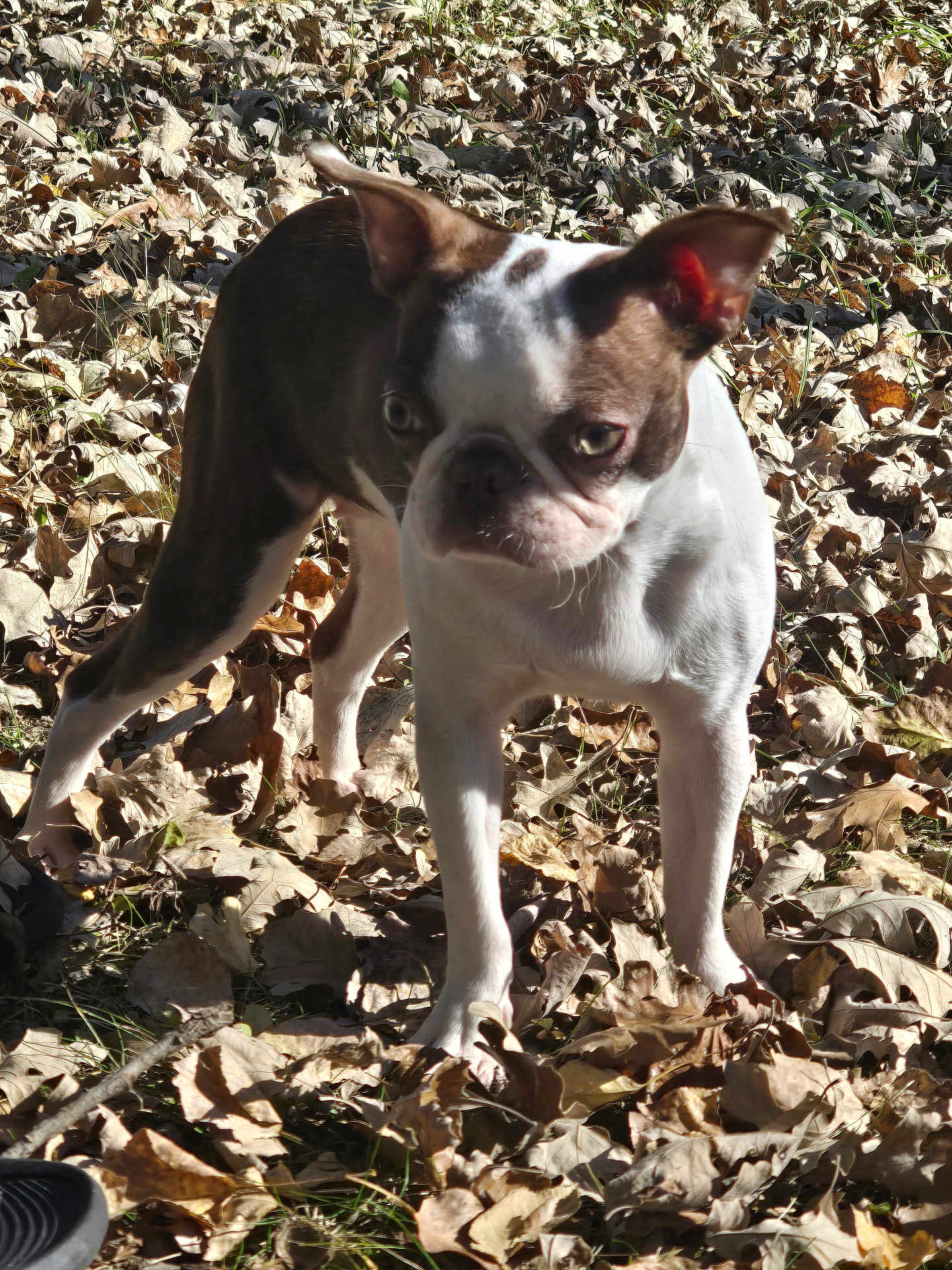 Bolita joined the competition — help win amazing prizes! dog, boston_terrier, animal, pet, outdoor, leaves, autumn, nature, grass, sunlight, ears, face, fur, standing, daylight, mammal, canine, grassland, playful, curious