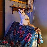 Pumpkin joined the competition — help win amazing prizes! cat, orange_cat, white_cat, chair, floral_pattern, blanket, sitting, indoor, home, wall_art, shelf, figurines, macrame, sleeping_cat, cushion, cozy, curious, pet, feline, furniture