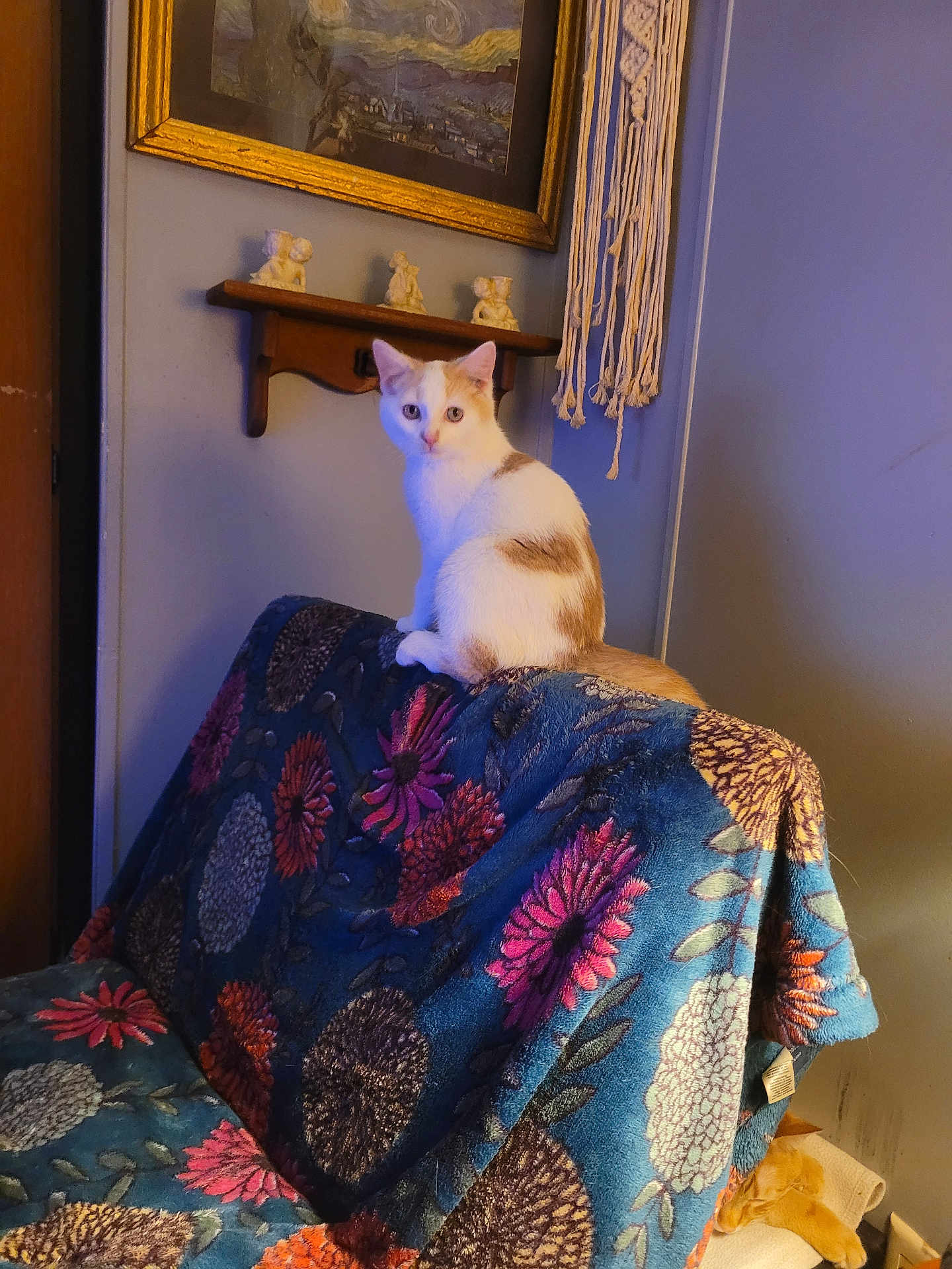 Pumpkin joined the competition — help win amazing prizes! cat, orange_cat, white_cat, chair, floral_pattern, blanket, sitting, indoor, home, wall_art, shelf, figurines, macrame, sleeping_cat, cushion, cozy, curious, pet, feline, furniture