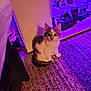 kitten, cat, indoor, carpet, purple_light, figurines, display_case, decor, animal, pet, curious, sitting, feline, young_cat, floor, toy, fantasy, dragon, cozy, lighting