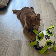 Bueno a rejoint le concours — aidez-le/la à gagner de superbes lots ! puppy, dog, pet, animal, playing, toy, ball, soccer_ball, paw_prints, brown_fur, pointed_ears, open_mouth, lying_down, indoor, wood_floor, dog_bed, rug, home, playful, portrait