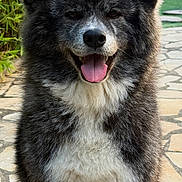 Yumi participe au concours pour gagner de l'argent avec cette photo : dog, canine, pet, fluffy, happy, tongue_out, ears, fur, outdoor, garden, stone_path, smiling, animal, mammal, portrait, sitting, cute, friendly, nature, sunlight