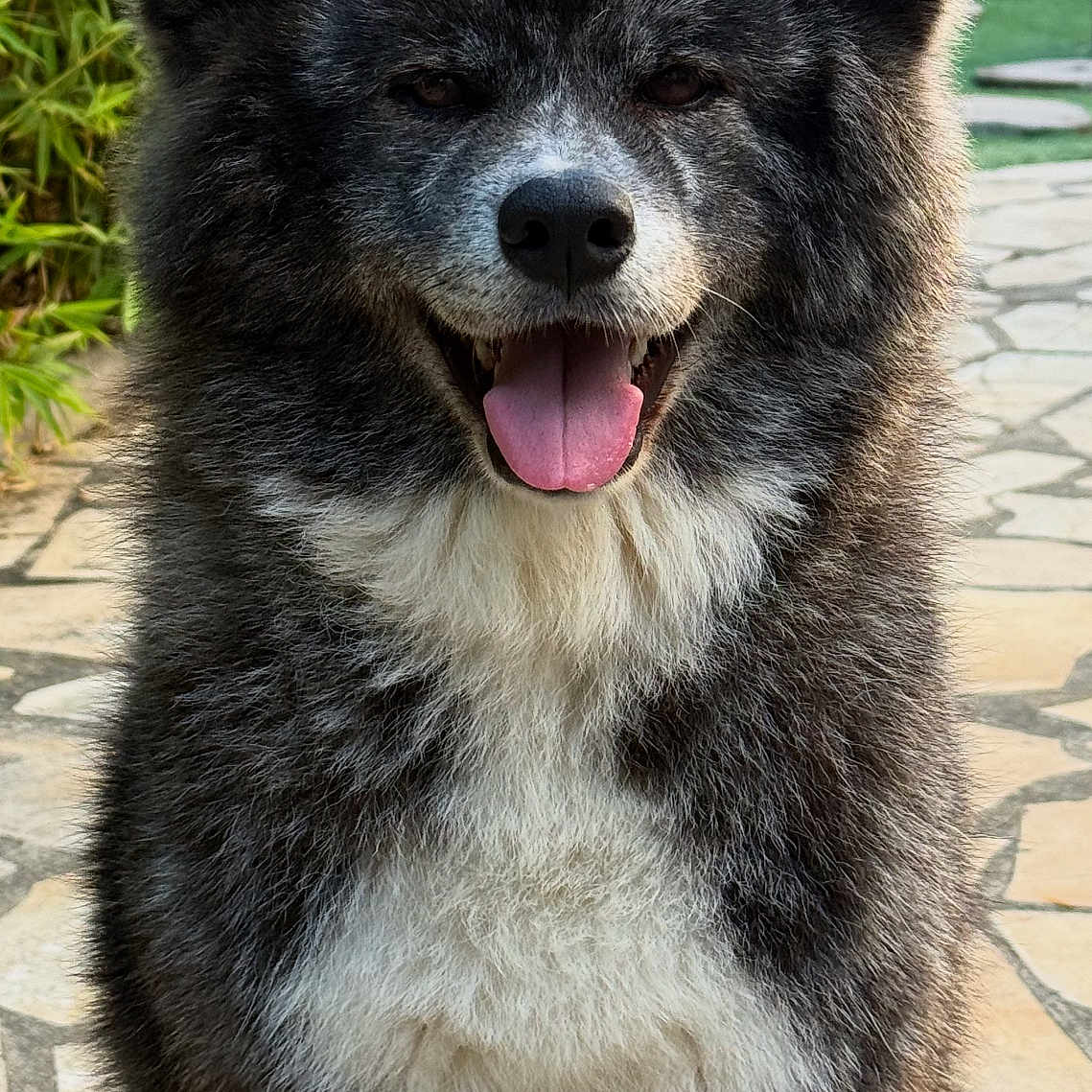 Yumi participe au concours pour gagner de l'argent avec cette photo : animal, canine, cute, dog, ears, fluffy, friendly, fur, garden, happy, mammal, nature, outdoor, pet, portrait, sitting, smiling, stone_path, sunlight, tongue_out