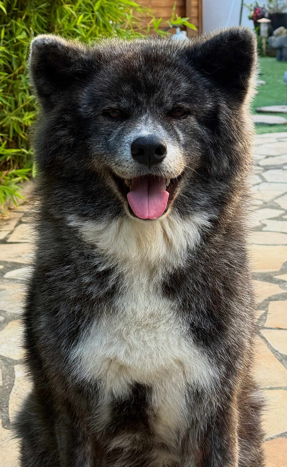 Yumi participe au concours pour gagner de l'argent avec cette photo : dog, canine, pet, fluffy, happy, tongue_out, ears, fur, outdoor, garden, stone_path, smiling, animal, mammal, portrait, sitting, cute, friendly, nature, sunlight