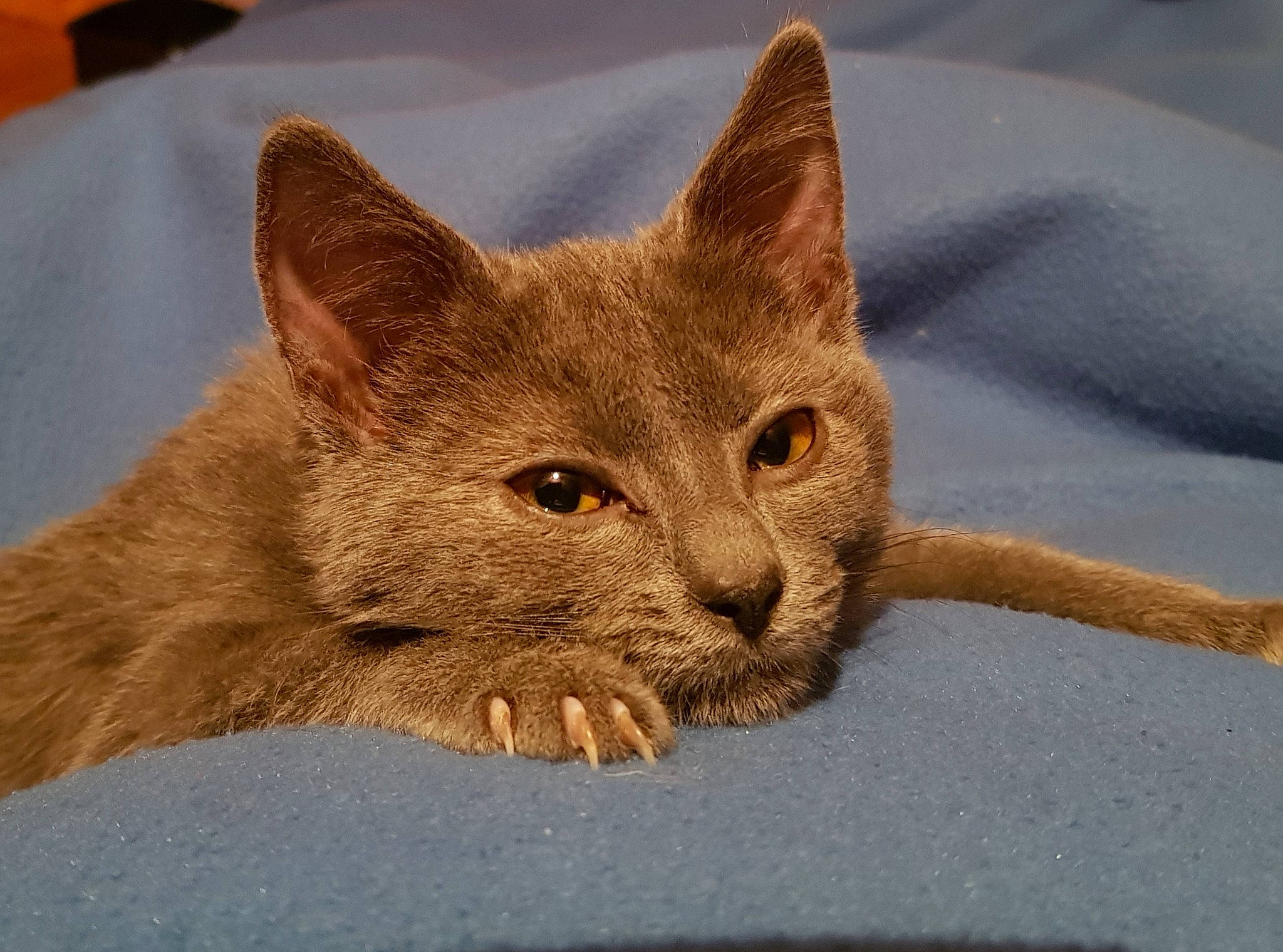 Regliss participe au concours pour gagner de l'argent avec cette photo : arabian_mau, asian, australian_mist, carnivore, cat, chausie, domestic_short_haired_cat, european_shorthair, fawn, felidae, german_rex, kitten, mammal, nebelung, oriental_longhair, small_to_medium_sized_cats, snout, vertebrate, whiskers