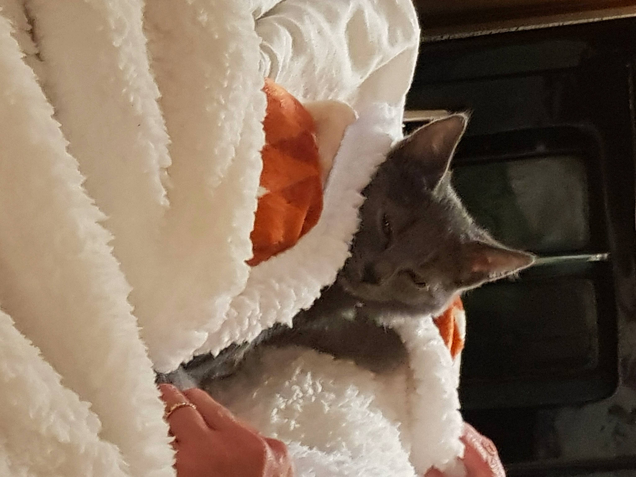 Regliss participe au concours pour gagner de l'argent avec cette photo : cat, felidae, fur, small_to_medium_sized_cats, whiskers, white