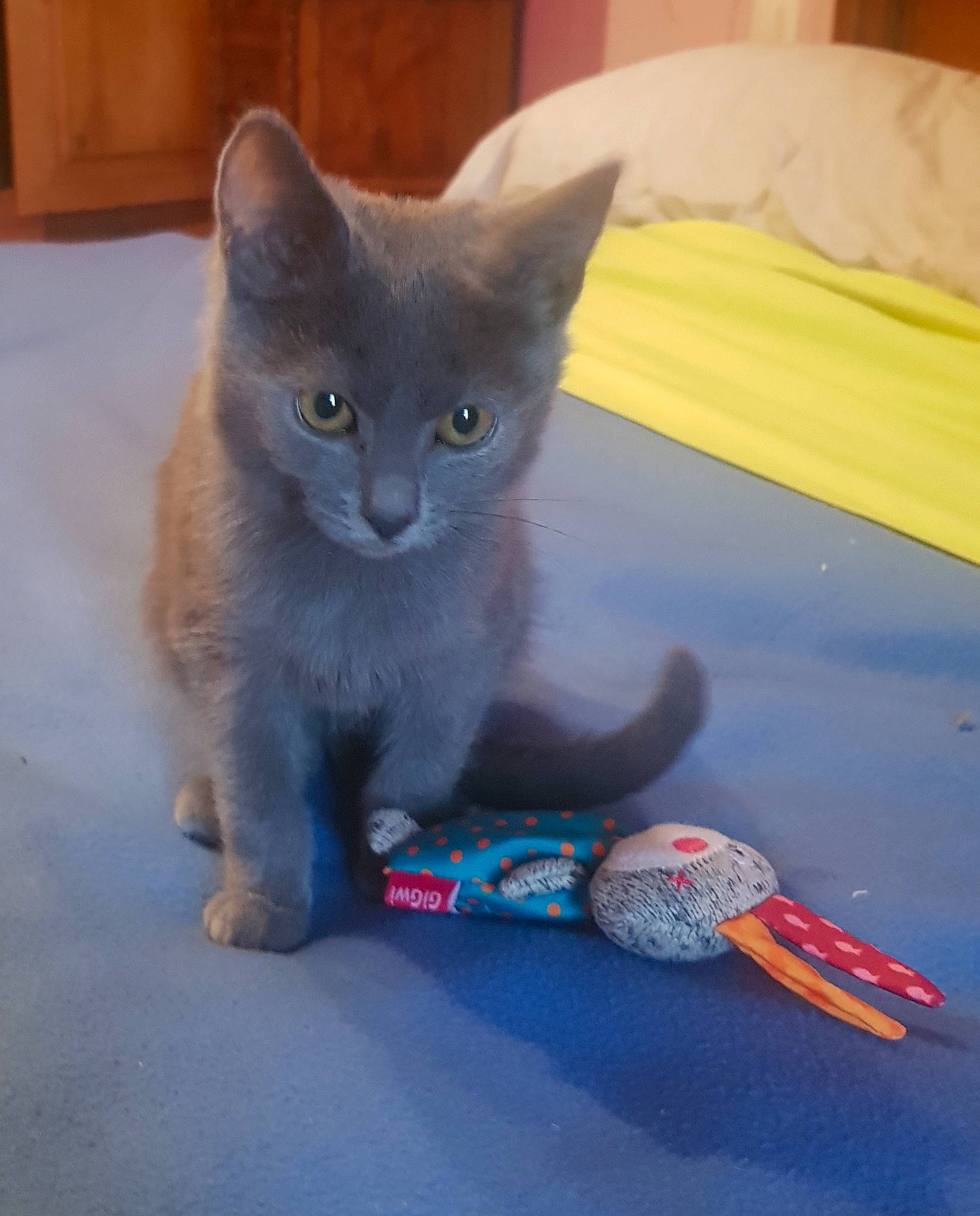 Regliss participe au concours pour gagner de l'argent avec cette photo : asian, british_shorthair, burmese, carnivore, cat, chartreux, domestic_short_haired_cat, european_shorthair, felidae, german_rex, kitten, korat, mammal, nebelung, polydactyl_cat, russian_blue, small_to_medium_sized_cats, tail, vertebrate, whiskers