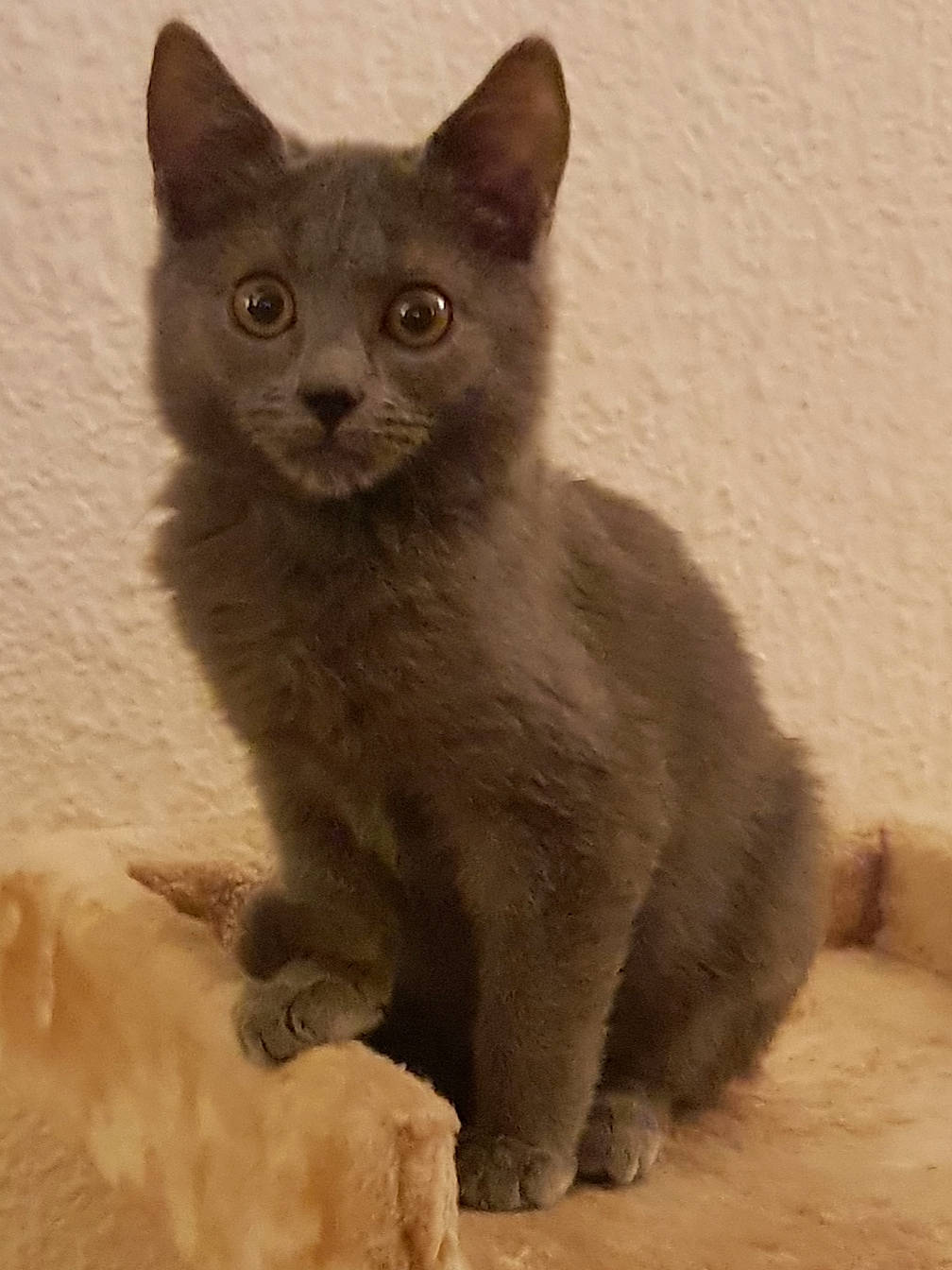 Regliss a rejoint le concours — aidez-le/la à gagner de superbes lots ! asian, british_shorthair, burmese, carnivore, cat, chartreux, domestic_short_haired_cat, fawn, felidae, german_rex, kitten, korat, mammal, nebelung, russian_blue, small_to_medium_sized_cats, snout, vertebrate, whiskers
