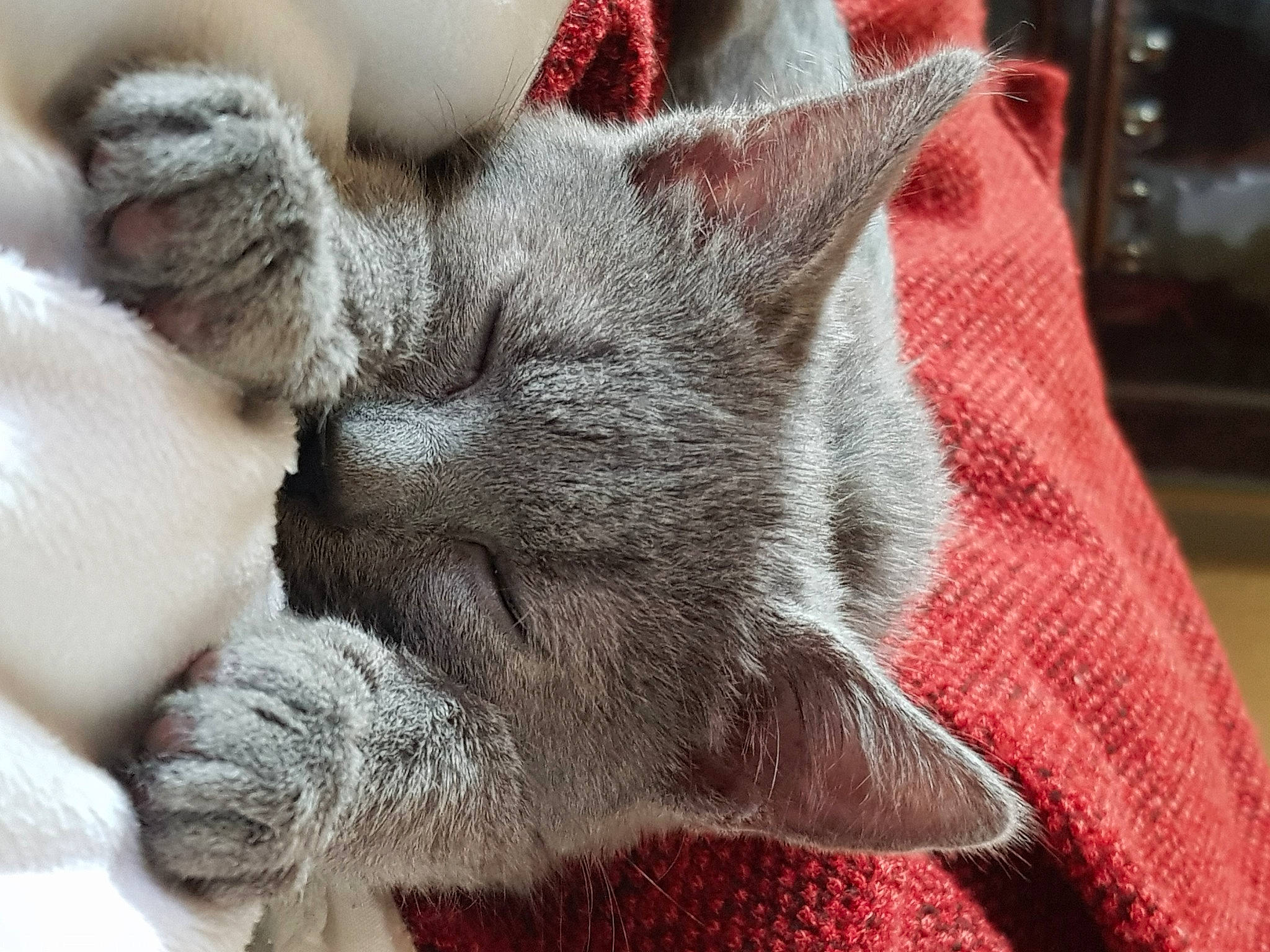 Regliss a rejoint le concours — aidez-le/la à gagner de superbes lots ! british_longhair, british_shorthair, carnivore, cat, chartreux, claw, domestic_short_haired_cat, fawn, felidae, fur, kitten, korat, nap, nebelung, paw, russian_blue, sleep, small_to_medium_sized_cats, snout, whiskers