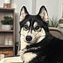 Luna is registered to the contest to win money with this photo: dog, husky, pet, portrait, closeup, indoor, living_room, bookshelf, houseplant, chair, fur, black_and_white_fur, brown_eyes, ears, nose, whiskers, cozy, relaxed, sitting, furniture