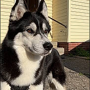 Luna is registered to the contest to win money with this photo: dog, husky, pet, animal, outdoor, house, siding, door, porch, harness, gravel, pavement, sunlight, shadow, ears, fur, black_and_white, stoop, brick, grass