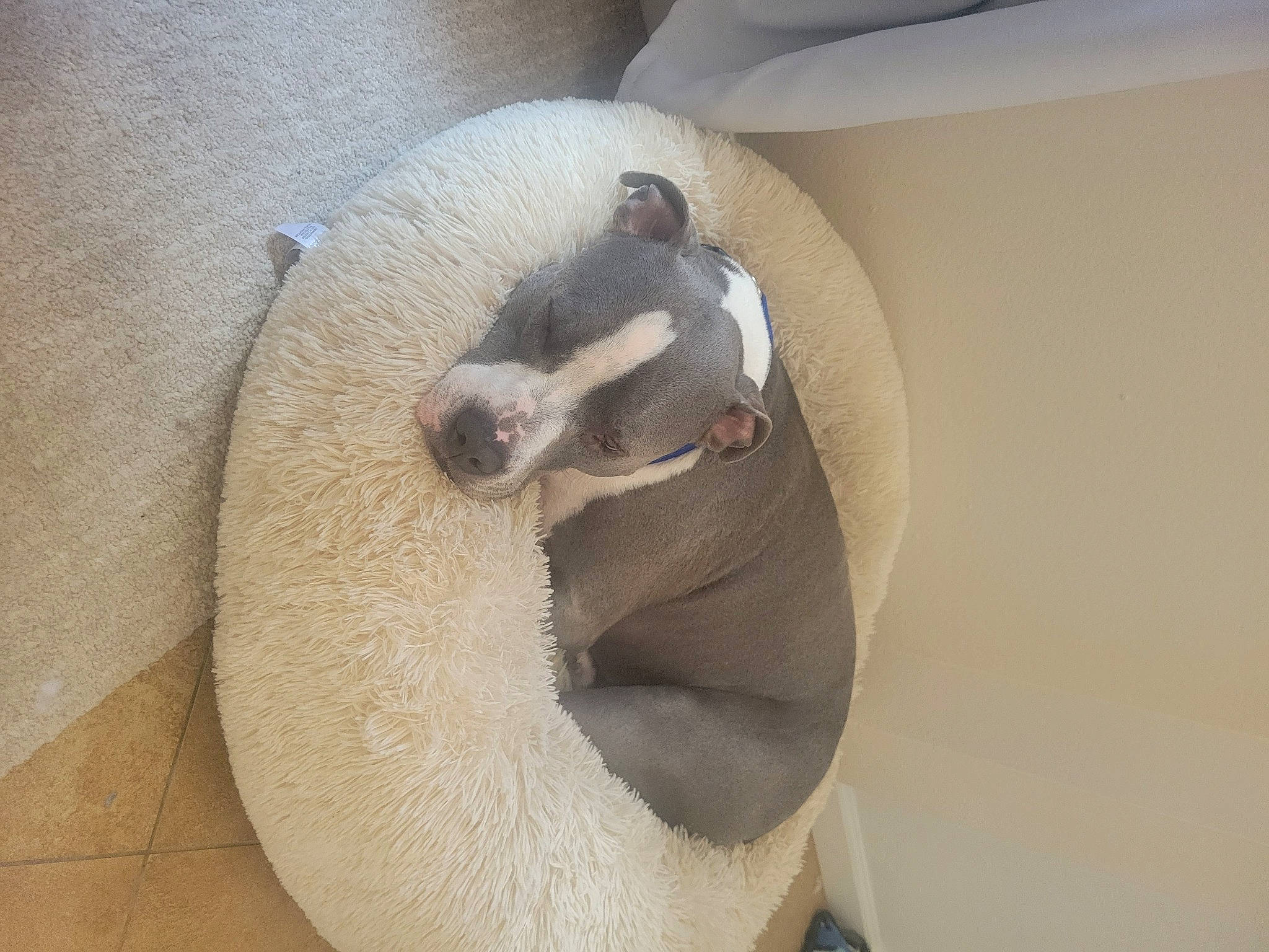 Dodger joined the competition — help win amazing prizes! carnivore, comfort, dog_breed, flooring, human_body, snout, swan, tail, terrestrial_animal, wildlife, wood