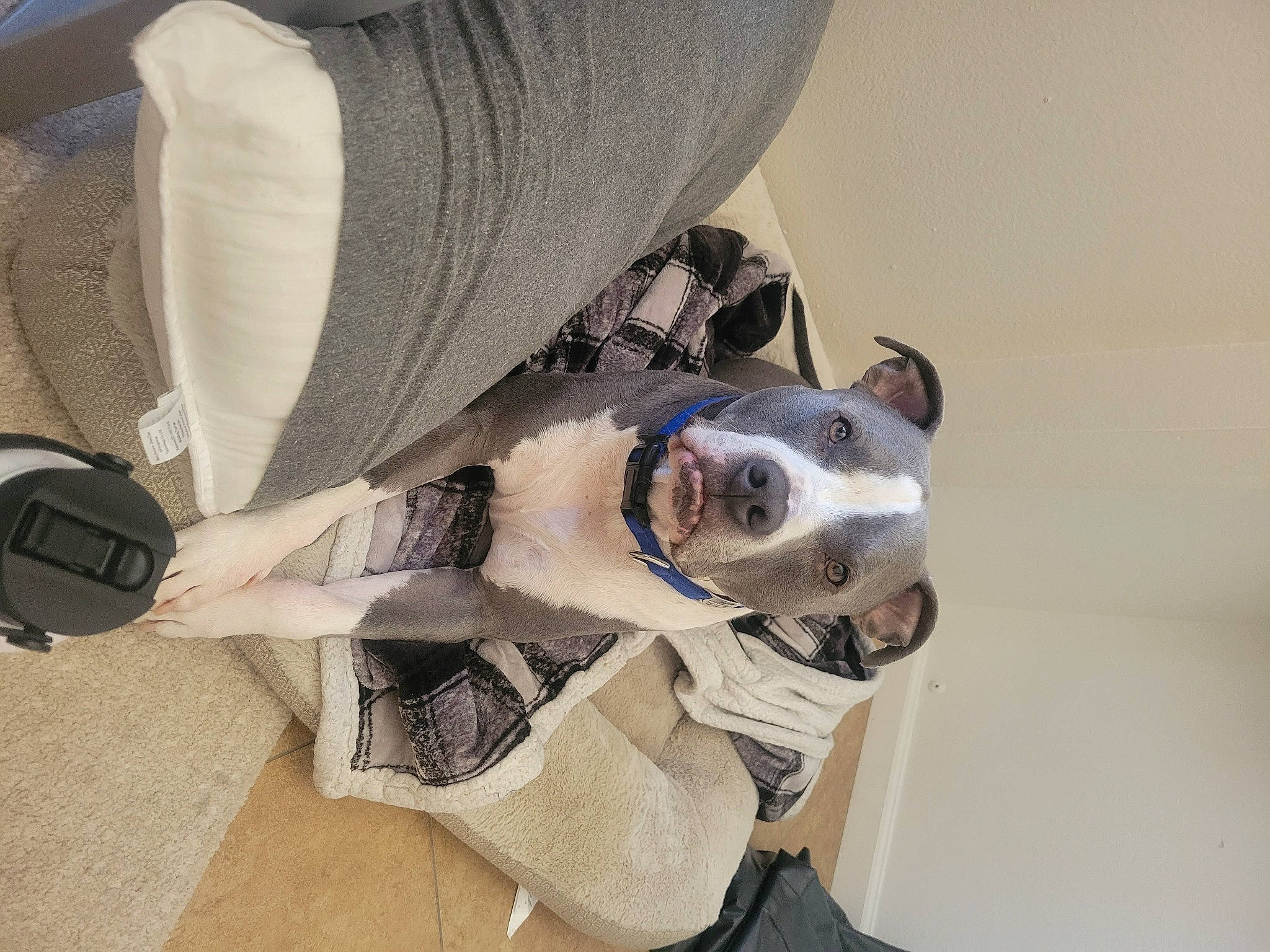 Dodger joined the competition — help win amazing prizes! canidae, carnivore, collar, comfort, companion_dog, dog, dog_breed, dog_collar, dog_supply, eyewear, fashion_accessory, fawn, fur, leash, personal_protective_equipment, pet_supply, snout, sporting_group, sunglasses, working_animal