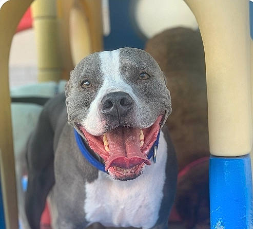 Dodger is registered to the contest to win money with this photo: canidae, carnivore, collar, companion_dog, dog, dog_breed, dog_collar, fang, fawn, fur, non_sporting_group, pet_supply, snout, sporting_group, whiskers, working_animal, working_dog, yawn