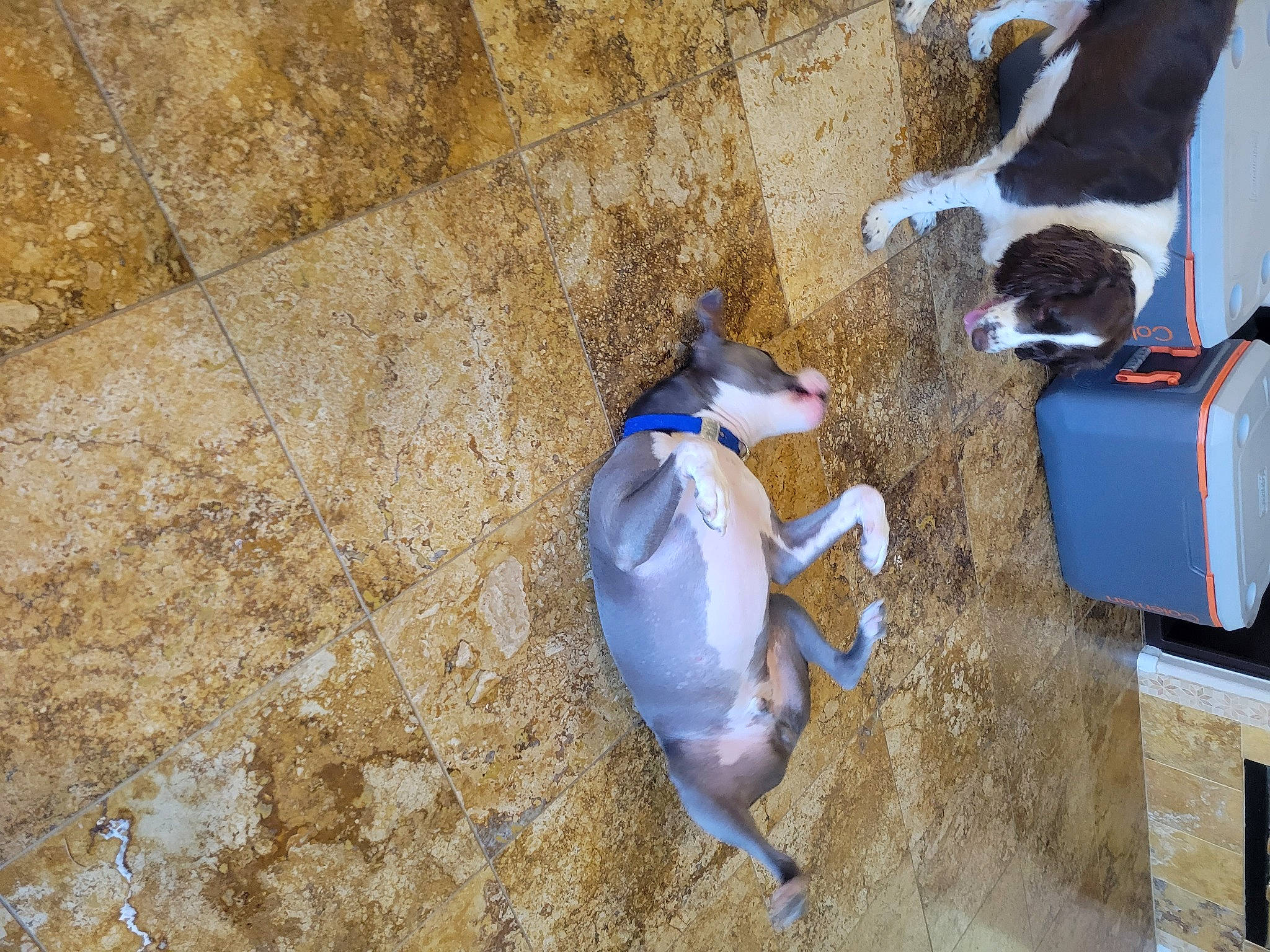 Dodger joined the competition — help win amazing prizes! canidae, carnivore, collar, companion_dog, concrete, dog, dog_breed, dog_supply, electric_blue, fawn, landscape, non_sporting_group, pet_supply, sand, soil, sporting_group, tail, terrestrial_animal, wood, working_animal