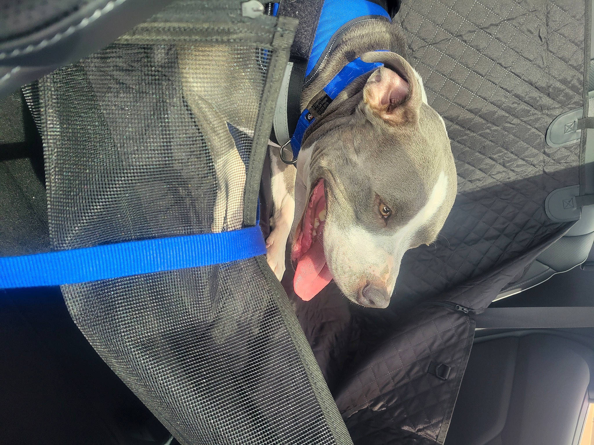 Dodger joined the competition — help win amazing prizes! audio_equipment, auto_part, canidae, carnivore, comfort, companion_dog, dog, dog_breed, electric_blue, fawn, fur, grey, pattern, pocket, snout, sporting_group, vehicle_door, whiskers, working_animal, wrinkle