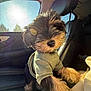 puppy, dog, car_interior, sunlight, lens_flare, sweater, cute, fur, pet, window, seat, leather, daylight, animal, young, indoor, closeup, mammal, companion, adorable