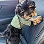 dog, puppy, hoodie, clothing, car_interior, leather_seat, black_fur, brown_fur, pet, cute, small_dog, animal, indoor, sunlight, window, seatbelt, car_door, looking_back, fur, standing