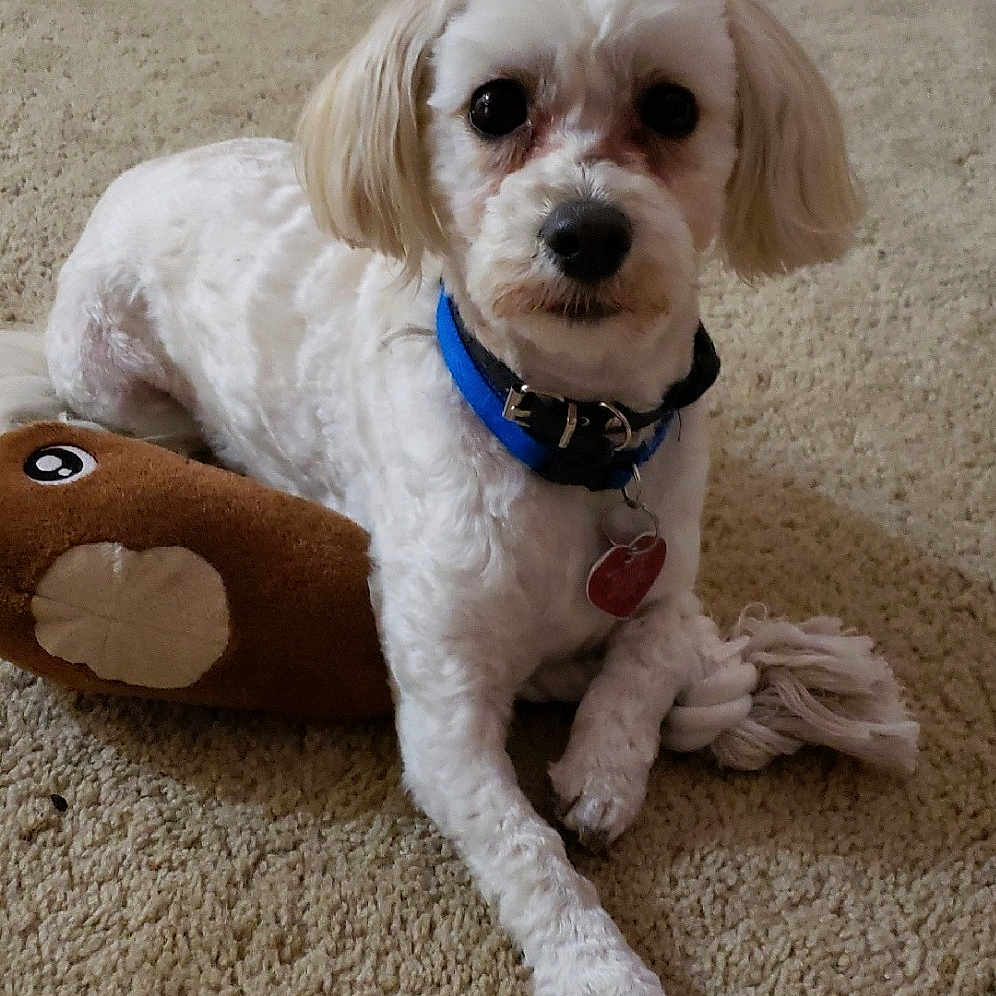 Shaggy joined the competition — help win amazing prizes! canidae, carnivore, cavachon, cavapoo, cockapoo, companion_dog, dog, dog_breed, maltepoo, maltese, mammal, miniature_poodle, pekapoo, poodle_crossbreed, puppy, puppy_love, schnoodle, sporting_group, toy_poodle, vertebrate