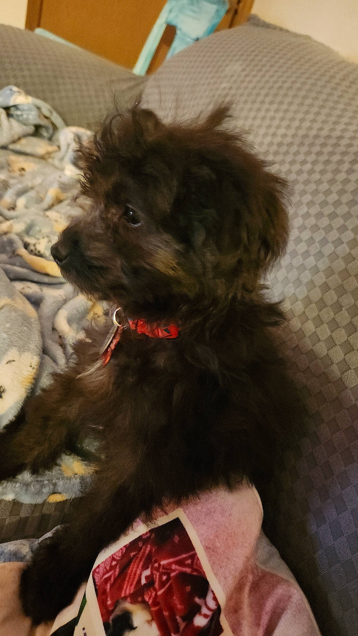 Lulu joined the competition — help win amazing prizes! canidae, carnivore, collar, companion_dog, dog, dog_breed, dog_collar, dog_supply, fawn, fur, liver, pet_supply, small_terrier, snout, sporting_group, terrier, toy_dog, water_dog, working_animal, yorkipoo