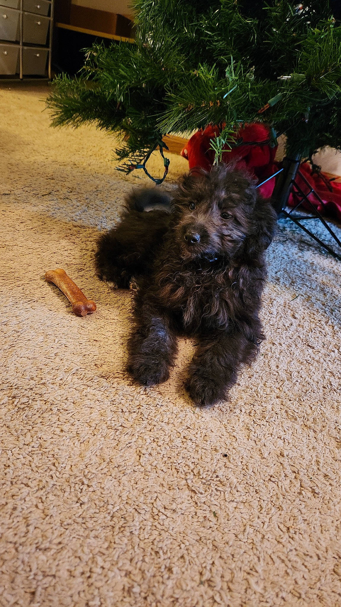 Lulu joined the competition — help win amazing prizes! carnivore, companion_dog, dog, dog_breed, dog_supply, fur, grass, liver, plant, shadow, small_terrier, soil, sporting_group, tail, terrier, toy_dog, tree, water_dog, working_animal, working_dog