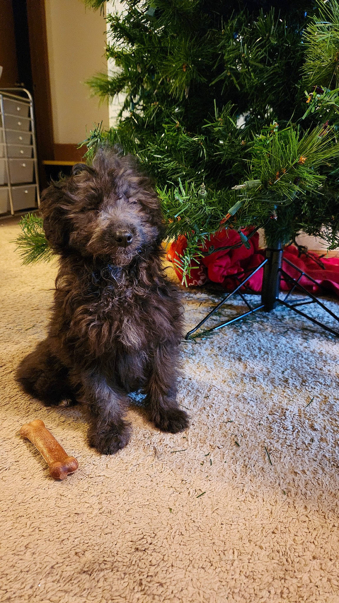 Lulu is registered to the contest to win money with this photo: carnivore, companion_dog, conifer, dog, dog_breed, dog_supply, evergreen, flowerpot, fur, liver, plant, small_terrier, snout, soil, sporting_group, tail, terrier, toy_dog, water_dog, working_animal