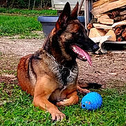Prisca a rejoint le concours — aidez-le/la à gagner de superbes lots ! animal, blue_toy, canine, collar, dog, firewood, garden, german_shepherd, grass, happy, nature, outdoor, pet, playful, resting, summer, tongue_out, toy, wood_stack, yard