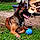 Prisca