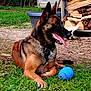 animal, blue_toy, canine, collar, dog, firewood, garden, german_shepherd, grass, happy, nature, outdoor, pet, playful, resting, summer, tongue_out, toy, wood_stack, yard