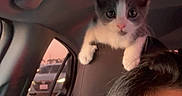 Nouvelle is registered to the contest to win money with this photo: kitten, cat, car_interior, headrest, window, person, face, hair, seat, animal, pet, curious, young_cat, indoor, transportation, vehicle, looking, closeup, portrait, evening