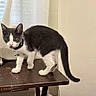 Nouvelle is registered to the contest to win money with this photo: kitten, cat, gray, white, collar, bell, table, wooden_table, curious, alert, indoor, pet, feline, standing, fur, whiskers, ears, tail, domestic_animal, curtain
