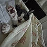 Nouvelle is registered to the contest to win money with this photo: cat, kitten, paw, blanket, sleeping, cozy, furry, cute, indoor, resting, soft, patterned_blanket, pet, animal, whiskers, ears, claws, nap, warm, feline