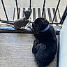 dog, kitten, cat, pet, animal, indoor, floor, collar, black_dog, gray_cat, curious, lounging, mesh_screen, door, companionship, curiosity, quiet, domestic, furry, resting
