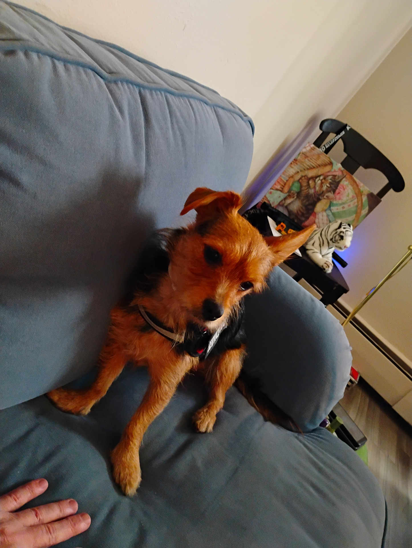Lucy