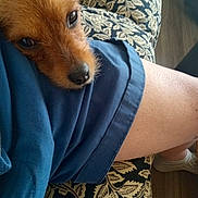 Lucy joined the competition — help win amazing prizes! animal, blue_clothing, brown_fur, casual, close_up, comfort, companion, couch, cute, dog, domestic_animal, fur, indoor, lap, patterned_fabric, pet, relaxing, resting, snout, wooden_floor