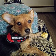 Lucy joined the competition — help win amazing prizes! service_dog, dog, pet, couch, chew_toy, indoor, furniture, patterned_fabric, small_dog, brown_dog, black_and_brown_fur, ears_up, looking_at_camera, household, decor, toy, resting, floor, wood_floor, animal